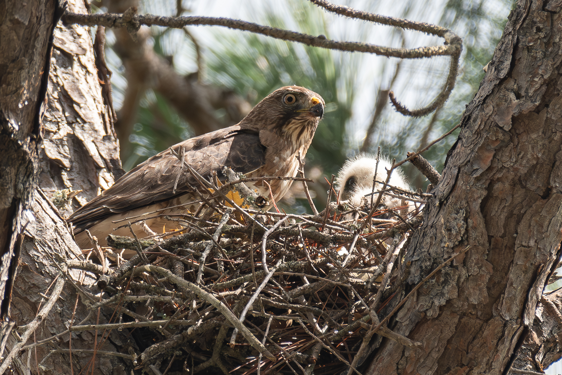 Nesting Broad-winged Hawks in Texas - Through the Mirror.....
