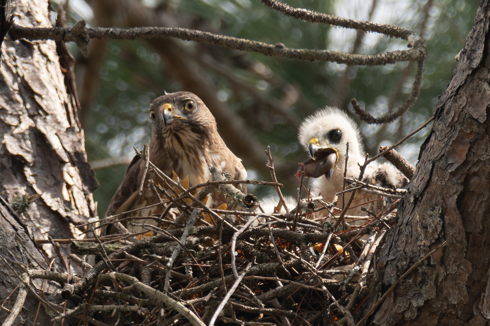 Broad-winged Hawk