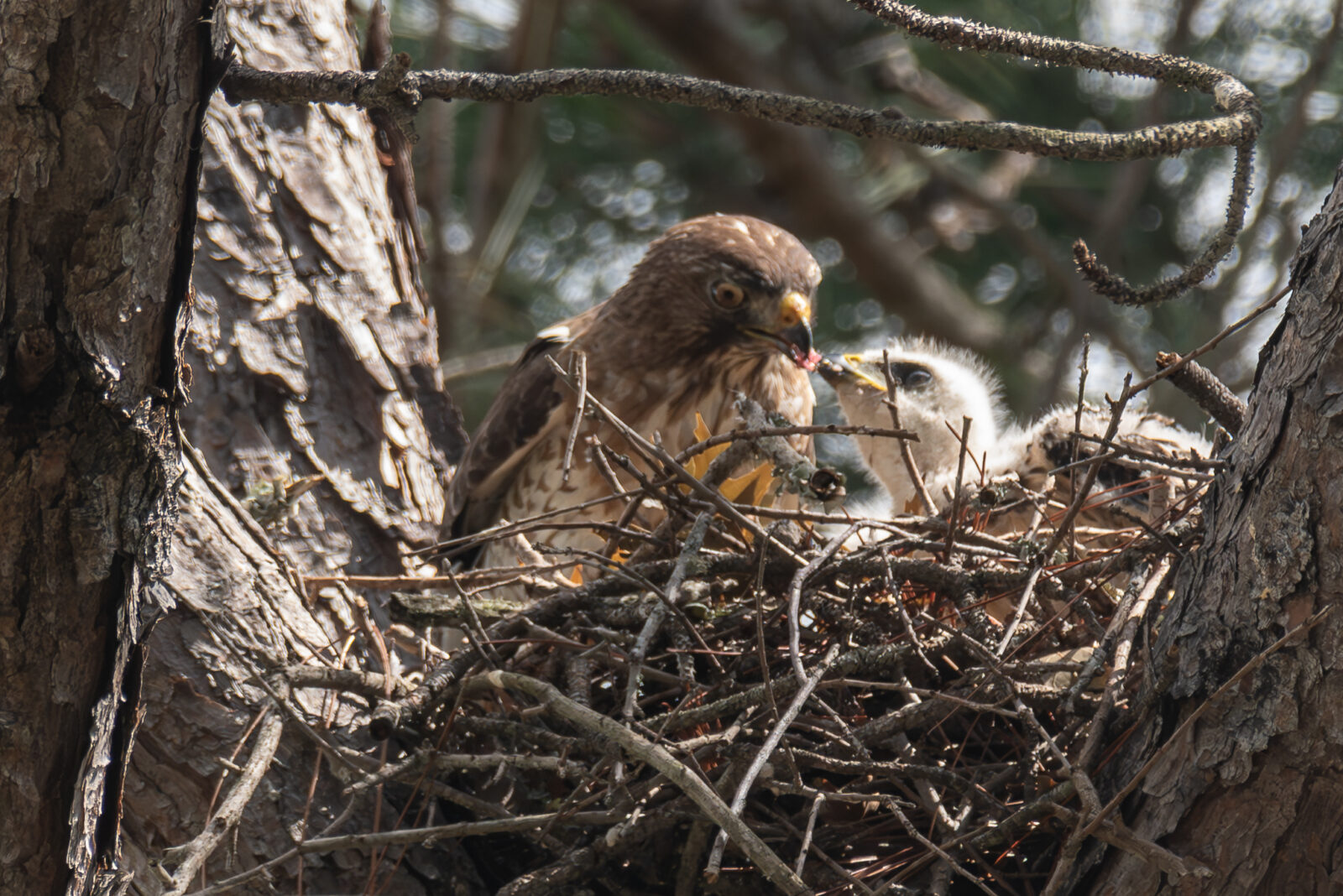 Broad-winged Hawk