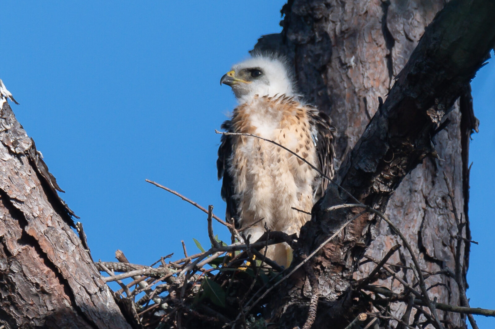 Juvenile Broad-winged Hawk