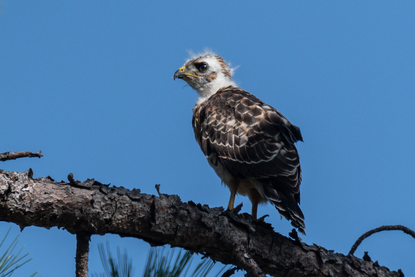 Broad winged Hawk in Texas