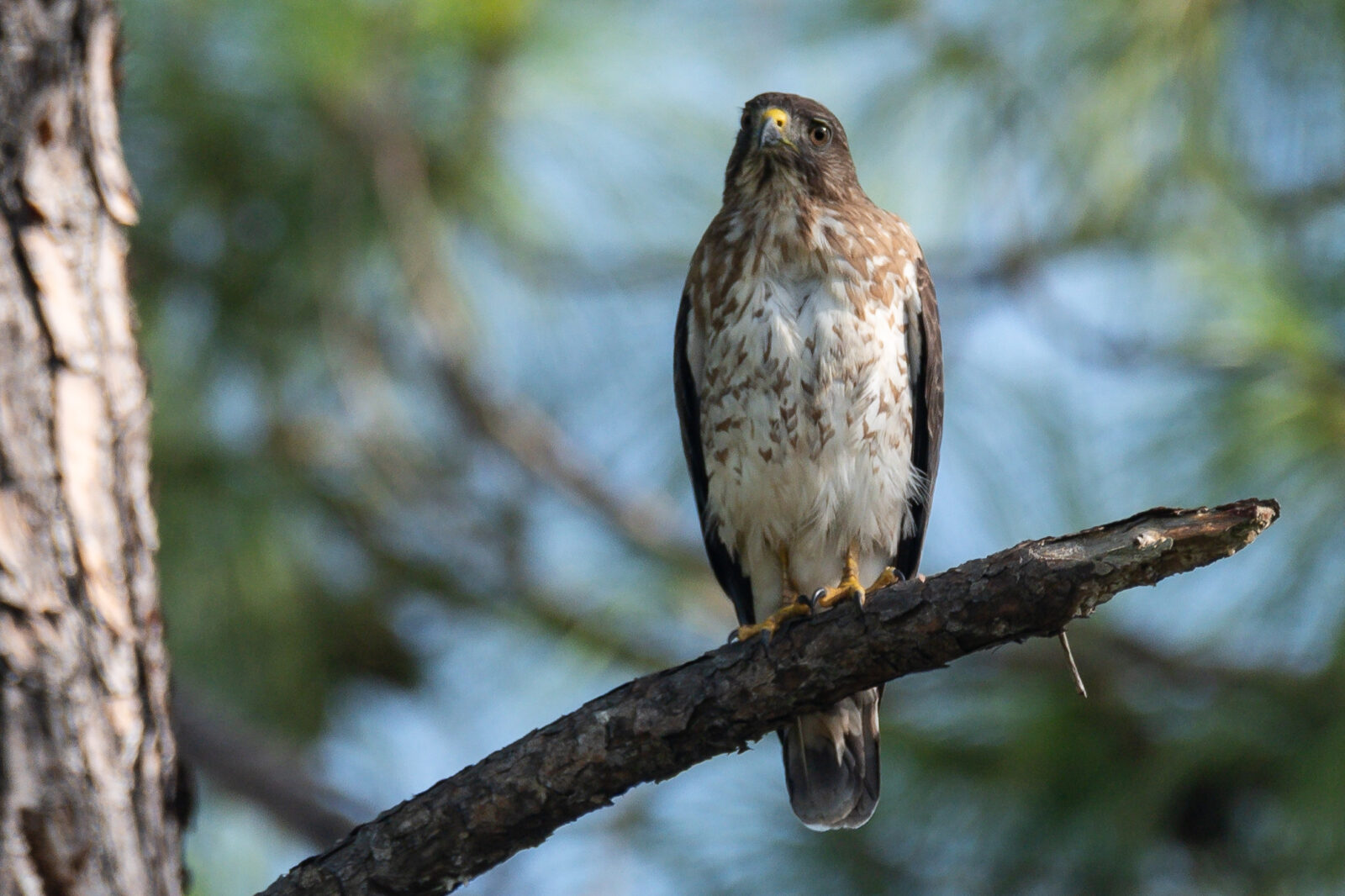 Broad winged Hawk in Texas