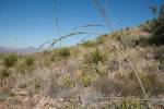 Big Bend Photos