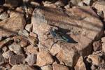 Big Bend Photos