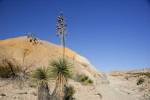 Big Bend Photos