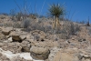 Big Bend Photos