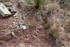 Big Bend Photos