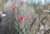 Big Bend Photos