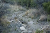 Big Bend Photos