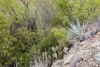 Big Bend Photos