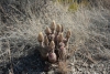 Big Bend Photos