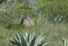 Big Bend Photos