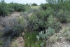 Big Bend Photos