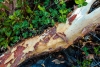 Big Bend Photos