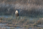 King Ranch