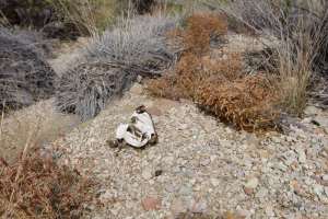 Big Bend Photos