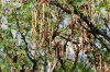 Mesquite Beans