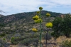 Agave blooms