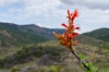 Ocotillo Bloom