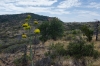 Agave