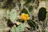 Single Cactus Bloom