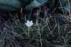 Rain Lily