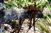 Pine Sap