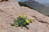Life is tough for a flower