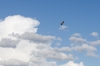 Falco Peregrinus anatum
