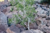 Texas Quaking Aspen