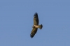 Swainson's hawk