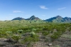 A sea of Green