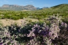 Purple Sage, Cenizo