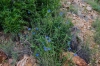 Nature's Blue