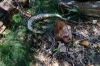 Rattlesnake Casualty