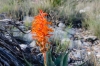 Dichromanthus cinnabarinus (Scarlet lady's tresses)