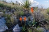 Dichromanthus cinnabarinus (Scarlet lady's tresses)