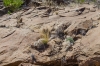 Big Bend Photos