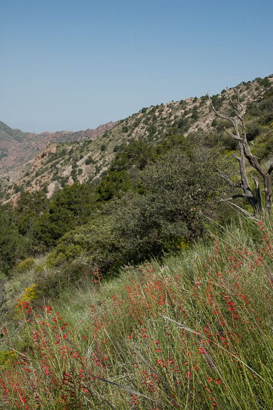 Images from Big Bend National Park