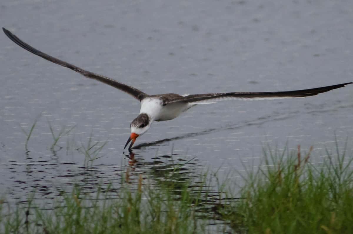 Black Skimmers