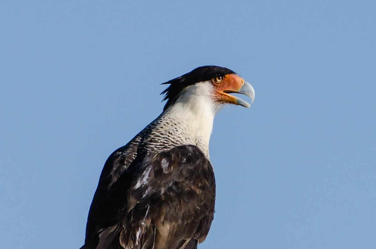 Brazoria birds