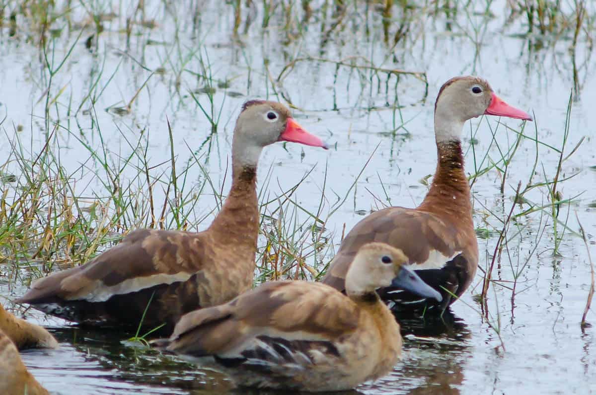 Brazoria NWR - Hello my old friends