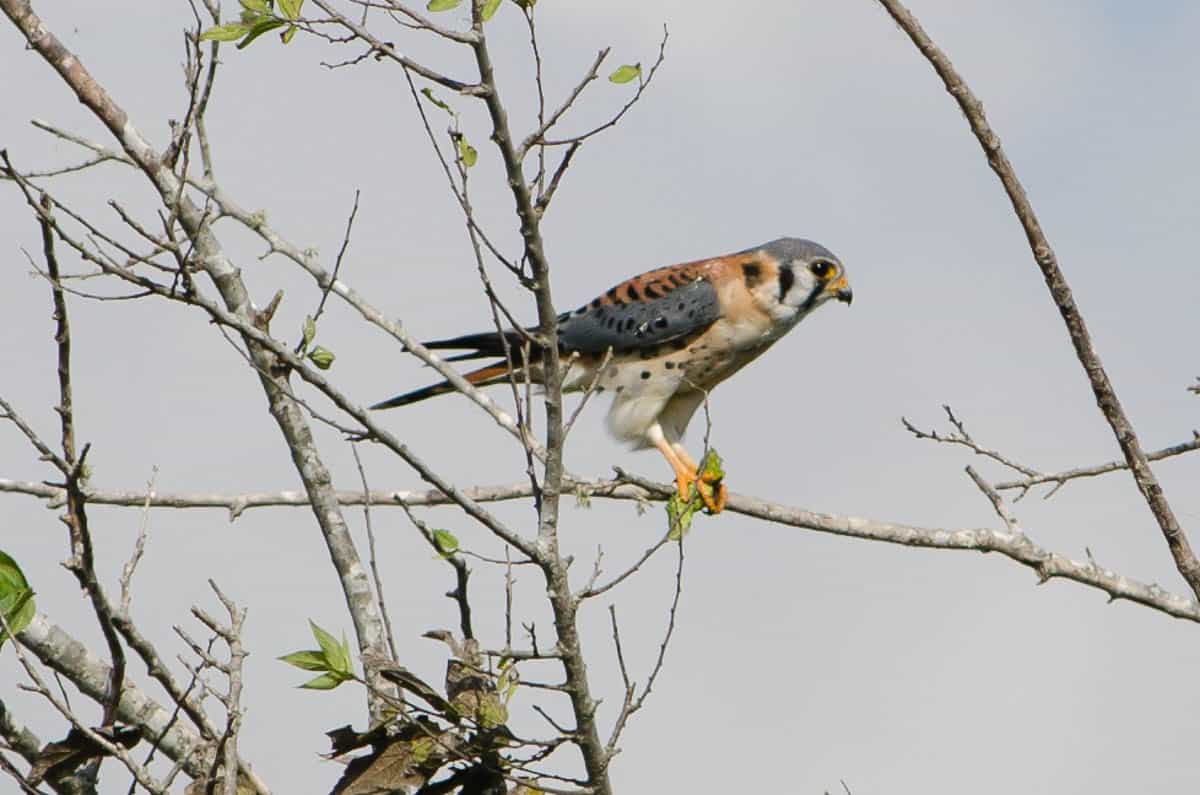 anahuac national wildlife refuge