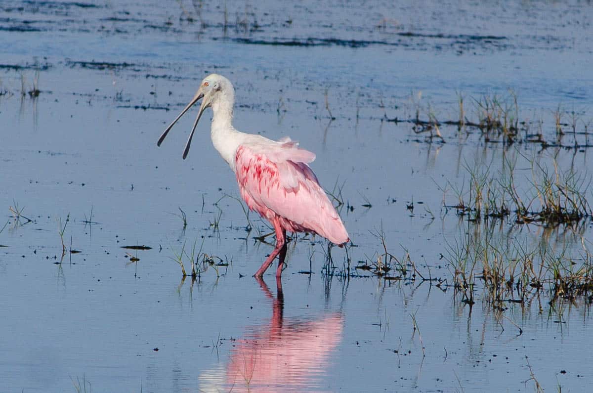 Brazoria NWR