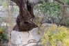 Presa Canyon Photos