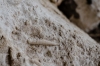 Presa Canyon Photos