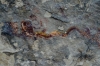 Presa Canyon Photos