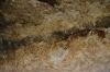 Presa Canyon Photos