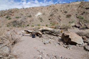 Big Bend Photos