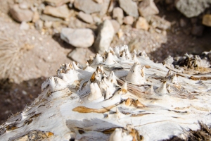 Big Bend Photos